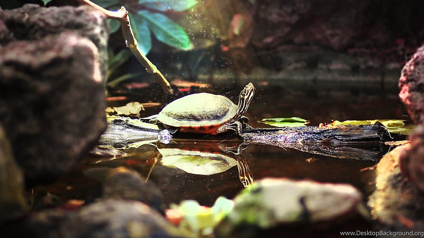 Turtle, Turtle, Zoo, Pond, Beauty, Magic, Water, Ponds Dual Screen HD wallpaper