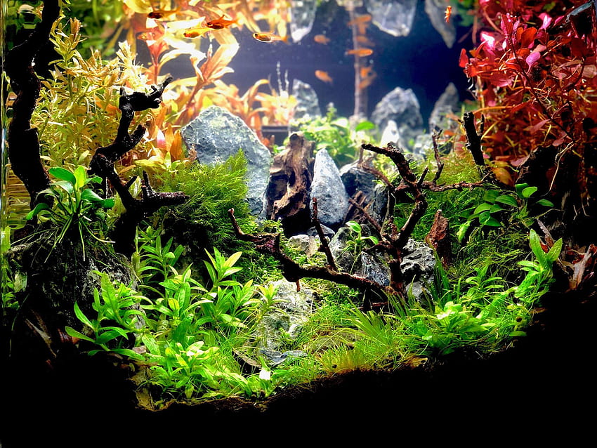 Wasserpflanzen und Aquascape – Aquarium Plants Chicago – Aquascaping HD-Hintergrundbild