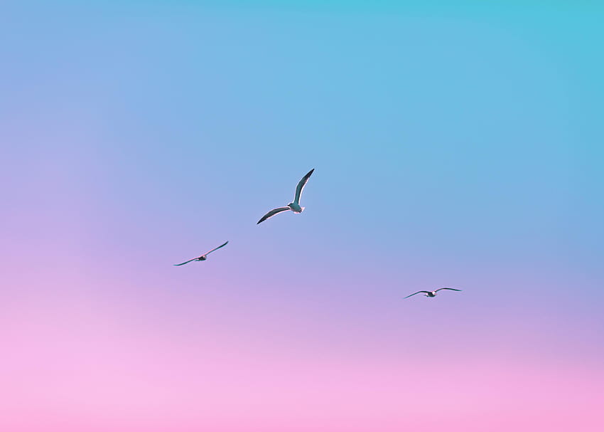 Burung, Camar, Minimalisme, Penerbangan, Gradien Wallpaper HD