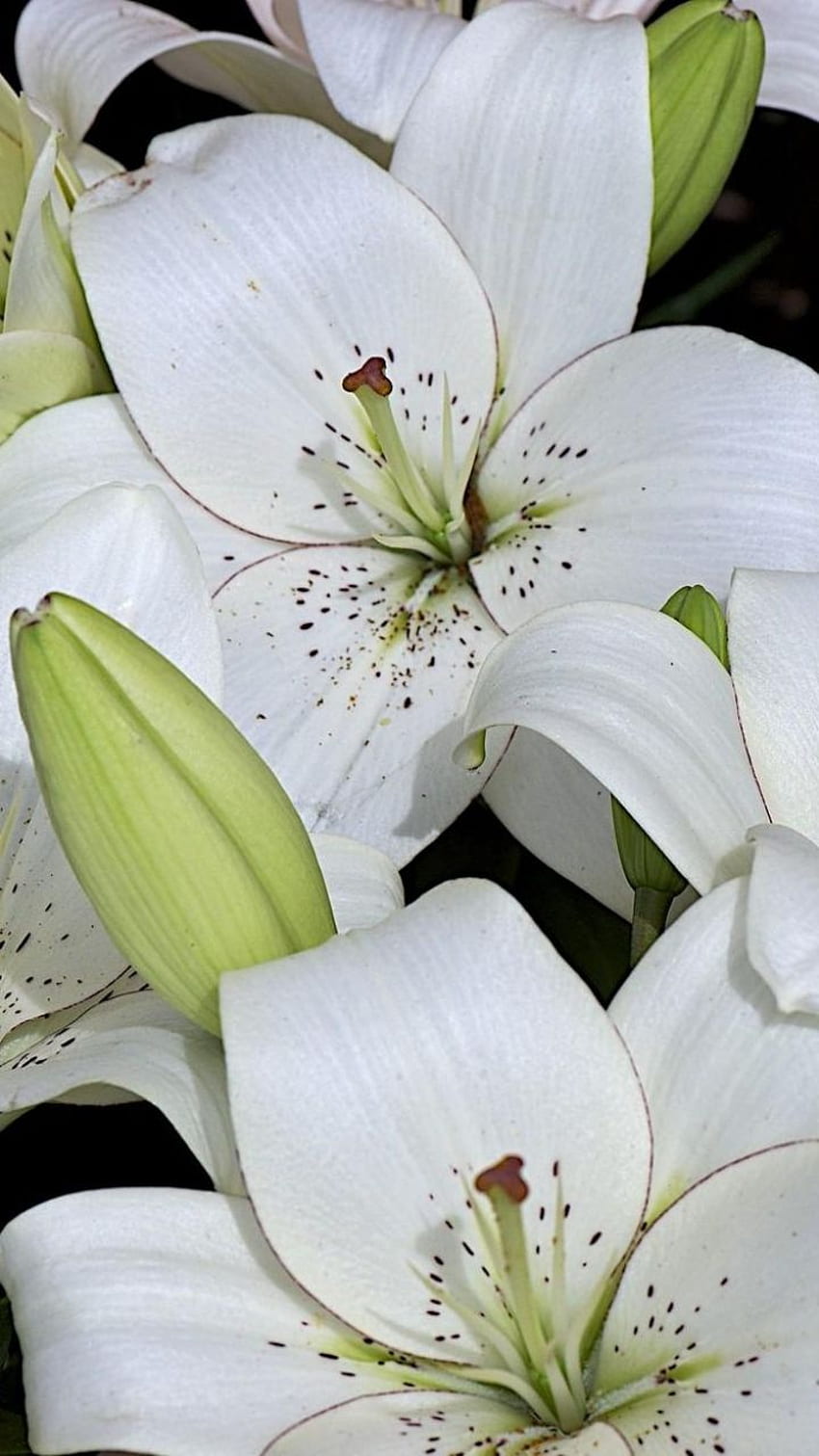 백합, 새싹, 흰색, 많은. 놀라운 꽃, 나리 속 HD 전화 배경 화면