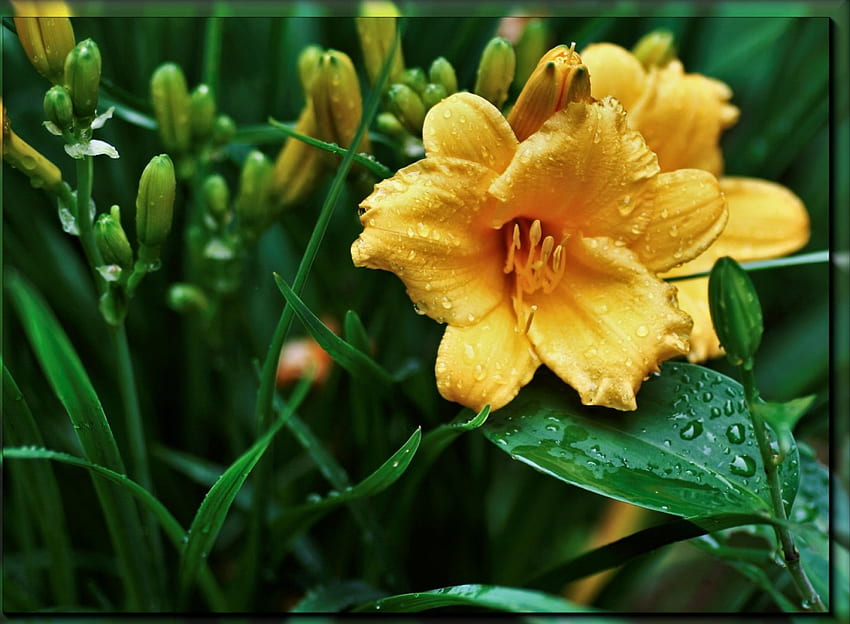 Fleur jaune, fleurs, jaune Fond d'écran HD