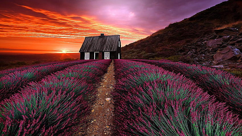 Lavender Sunset, tanaman, bunga, awan, warna, langit, malam, kabin Wallpaper HD
