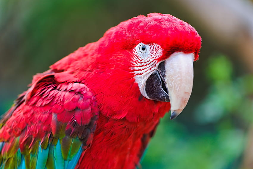 Animals, Parrots, Beak, Color HD wallpaper
