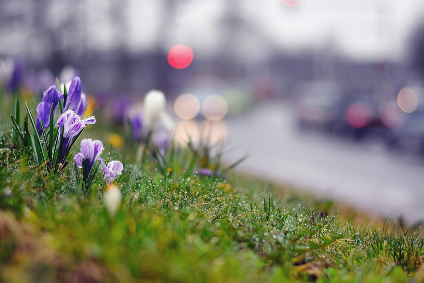 Blumen, Gras, Hintergrund, Makro, Moos, Krokus HD-Hintergrundbild