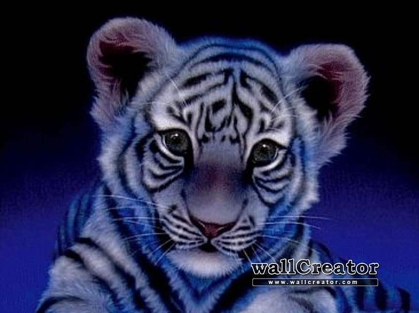 Baby Tiger 283249 - Baby White Siberian Tiger, Cute Tiger HD wallpaper