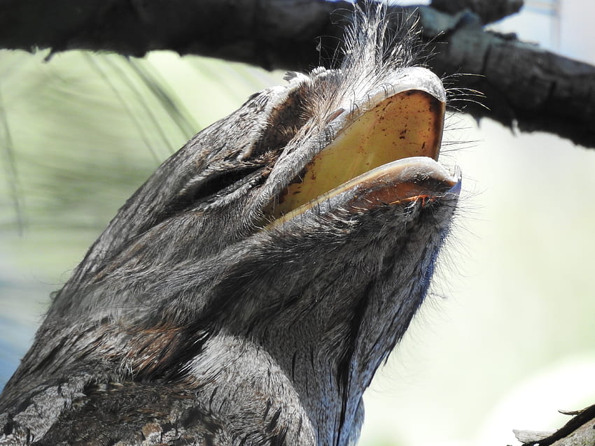 Tawney Frogmouth, pájaro, Brisbane, Australia fondo de pantalla