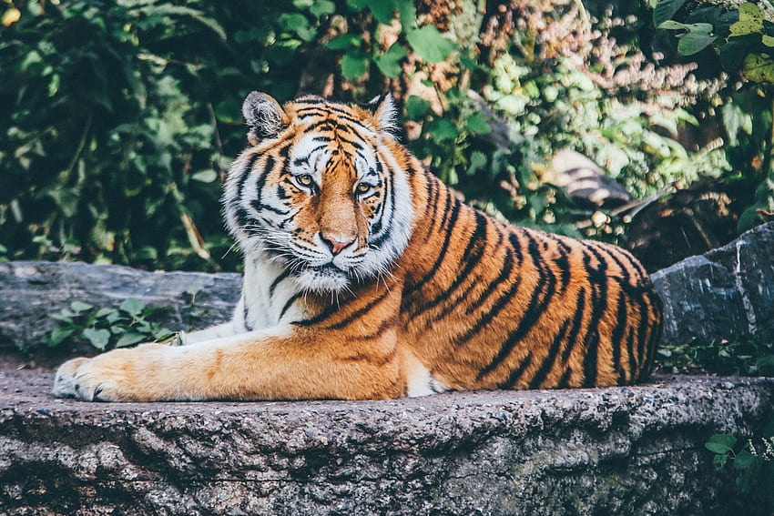 สัตว์ คำโกหก นักล่า แมวตัวใหญ่ เสือ วอลล์เปเปอร์ HD
