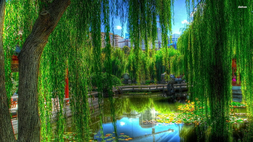 Willow Tree, Weeping Willow HD wallpaper