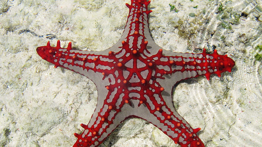 Sea Star, Zanzibar, Africa, diving, tourism, underwater, fish, star fish, sealife, World's best diving sites, Animals HD wallpaper
