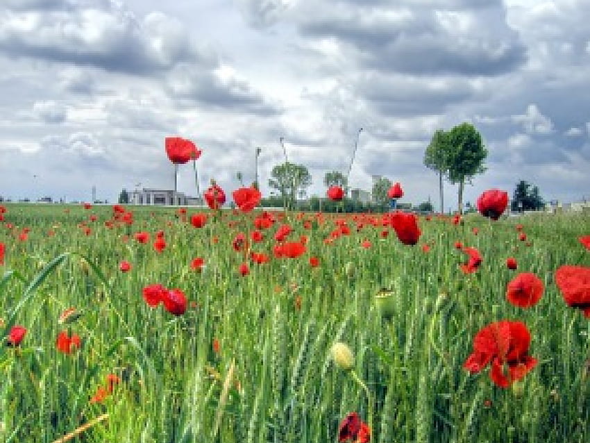 again and forever, poppies, field, forever HD wallpaper