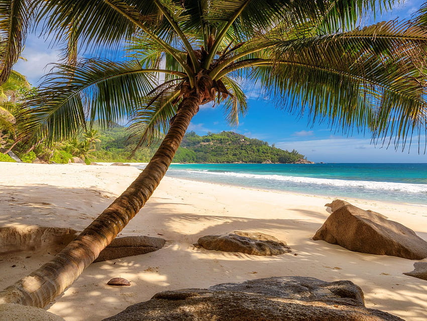 ความตั้งใจของ Anse ที่เกาะ Seychelles Mahe ภูมิทัศน์ต้นมะพร้าวชายหาดเขตร้อนที่สวยงาม วอลล์เปเปอร์ HD