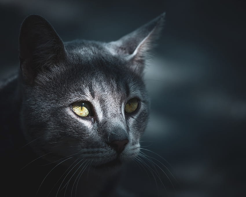 Page 2 | black cat eyes yellow HD wallpapers | Pxfuel