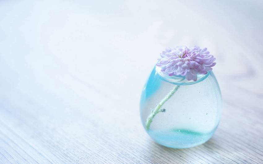 Bank, Blume, Minimalismus, Glas, Glas, Vase HD-Hintergrundbild