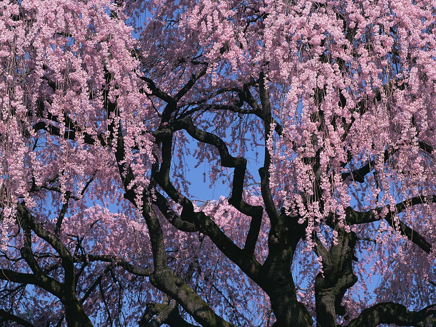 Cherry Blossom Tree Japan 1600 1200 :, Japanese Cherry Blossom Tree HD тапет