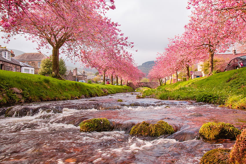 자연, 하천, 벚꽃, 흐름, 다리 HD 월페이퍼
