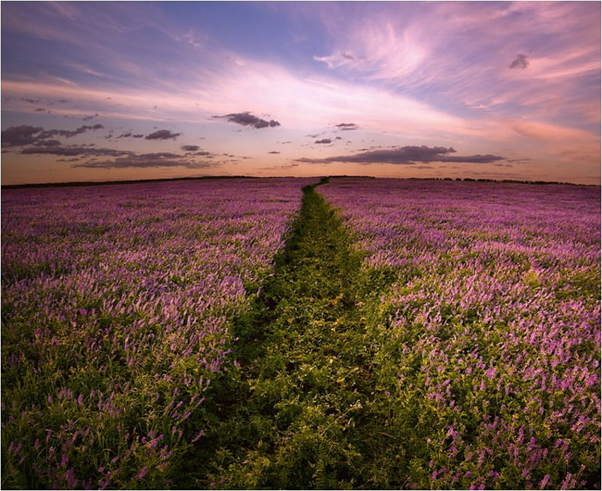 Purple field, field, flower, landscape, nature, cloud HD wallpaper