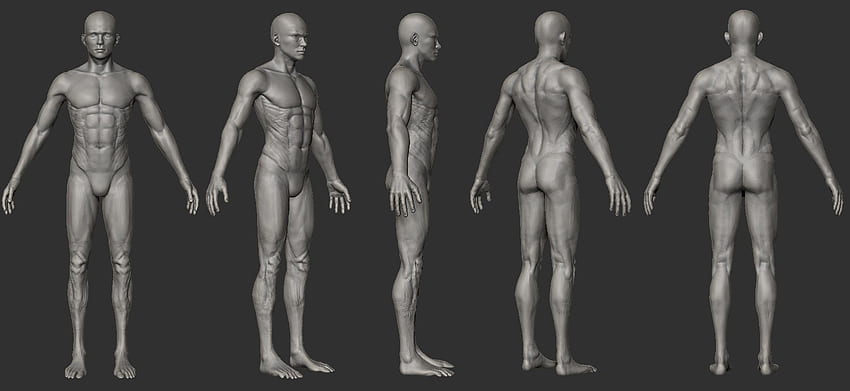 Odniesienie do modelu postaci 3D 2 w 2020 r. Modelowanie postaci, odniesienie do ciała, odniesienie do męskiej pozycji, anatomia 3D Tapeta HD