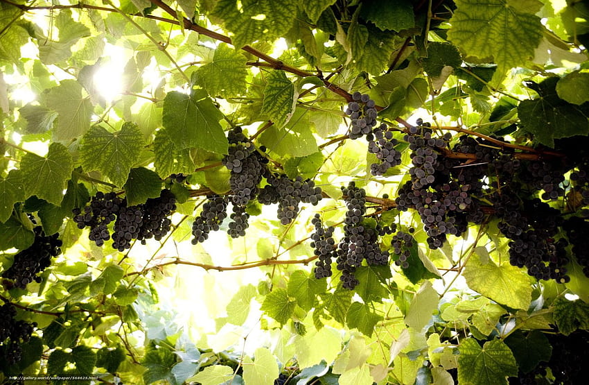 Grapes Foliage Brushes Vine - Grape Vines - - HD wallpaper
