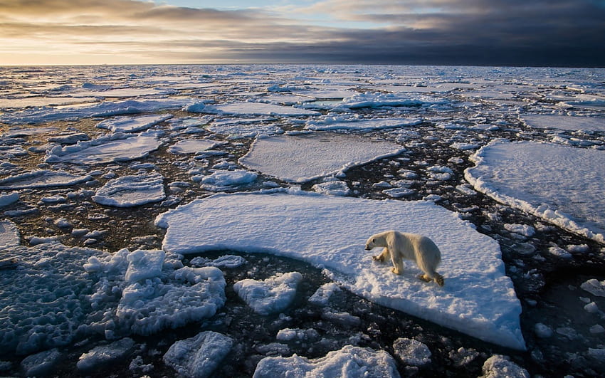 polar bear on an ice float, floats, sea, bear, ice HD wallpaper
