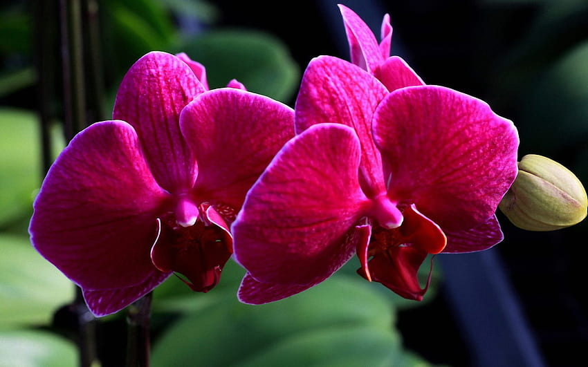 Beautiful orchids, nature, flowers, orchids, petals HD wallpaper