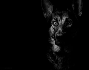 German Shepherd Dog HD Animals 4k Wallpapers Images Backgrounds Photos  and Pictures
