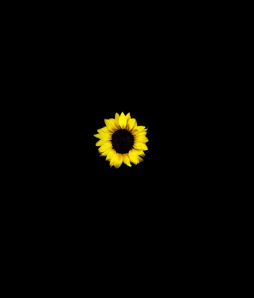 Sunflower, yellow, dark HD phone wallpaper