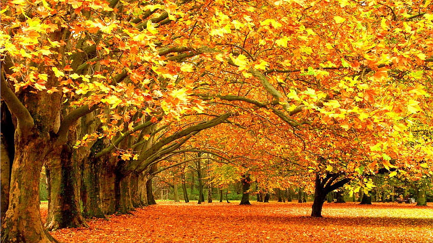 Гледайте Есенна гора - Красиви цветове на есенни листа - Релаксираща пиано музика. Основно видео, релаксиращ есенен ден HD тапет