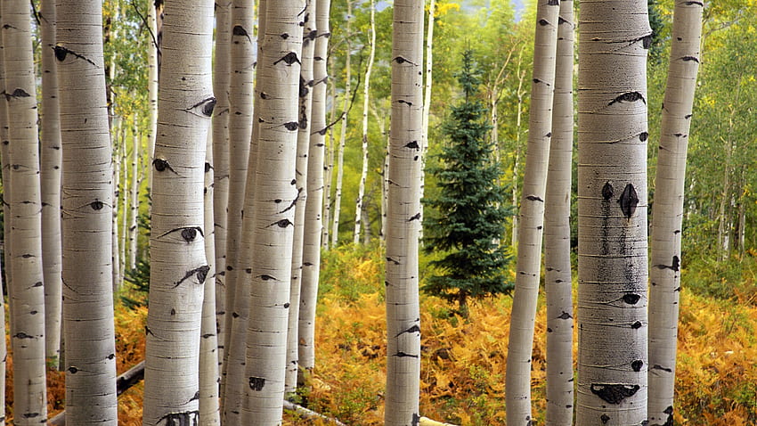 Aspen Tree, Aspen Trees HD wallpaper | Pxfuel