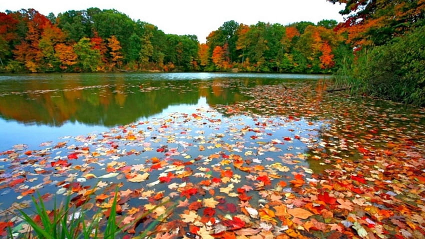 紅葉、秋、秋、自然、森、湖 高画質の壁紙