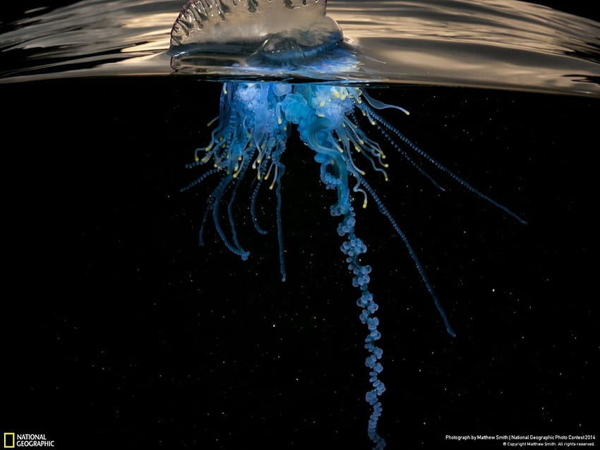 Quallen, blau, Ozeane, Tiere, schön, Wasser, National Geographic HD-Hintergrundbild
