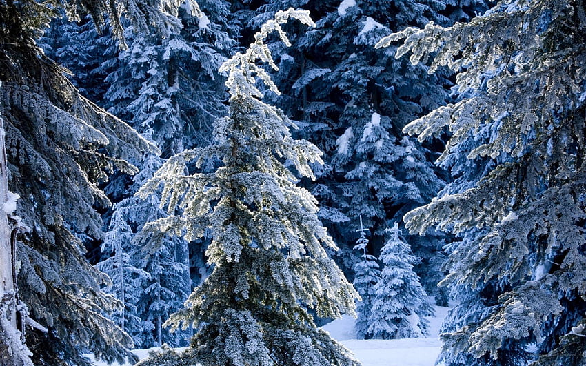 Musim Dingin, Alam, Pinus, Salju, Konifer, Hutan, Keheningan, Makan Wallpaper HD