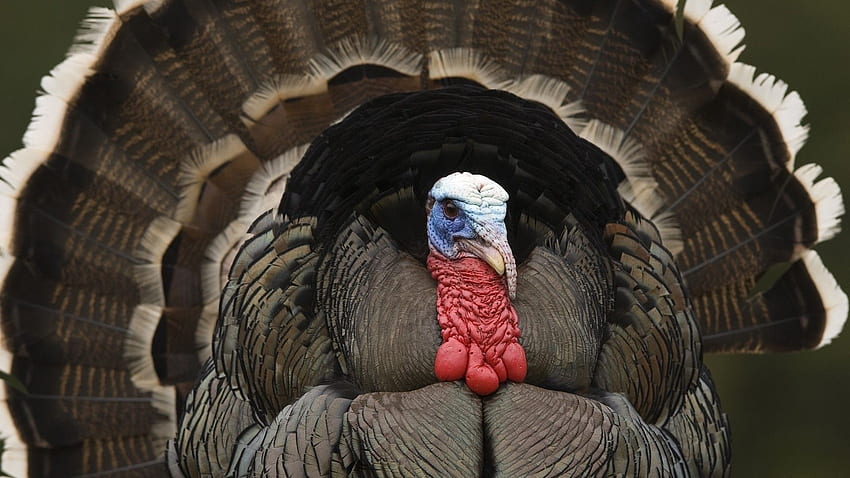 Eastern Wild Turkey HD wallpaper