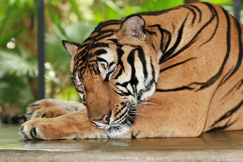 Zwierzęta, drapieżnik, relaks, odpoczynek, tygrys, sen, sen Tapeta HD