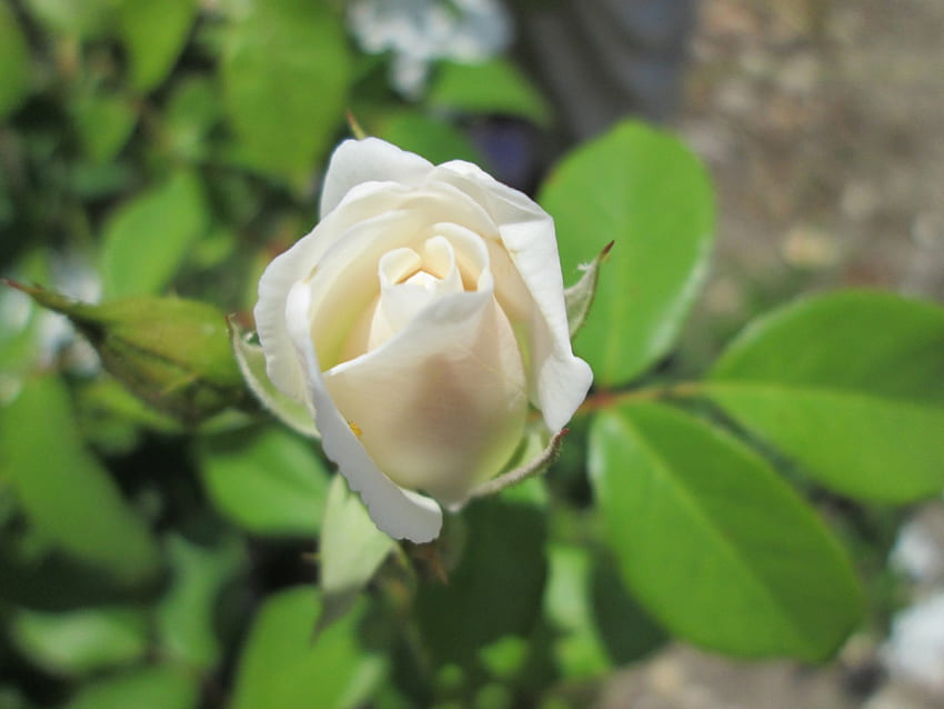 Bloom New Rose, ao ar livre, jardim, rosa branca, natureza, flor papel de parede HD