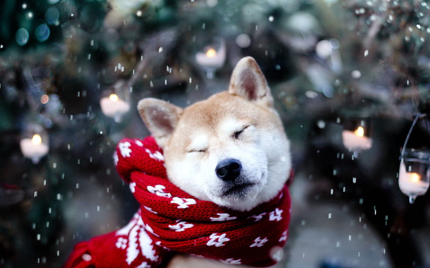 Animals, Snow, Dog, Scarf, Akita Inu, Squint, Blink HD wallpaper