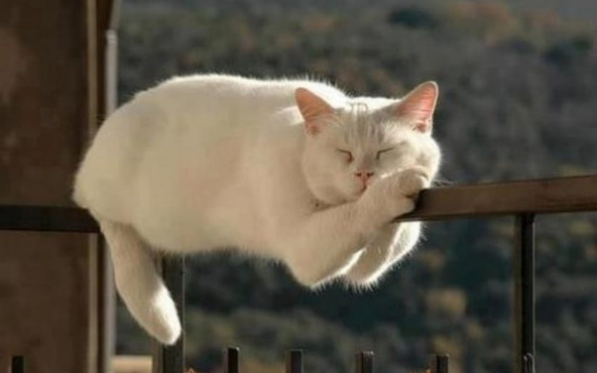 웃긴 잠자는 고양이, 레일, 흰색, 귀여운, 고양이, 재미있는, 자고 HD 월페이퍼