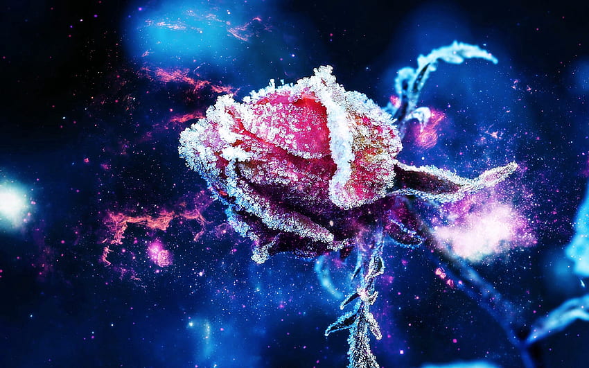Blume, Makro, Rose Blume, Rose, Knospe, Frost, Rauhreif HD-Hintergrundbild