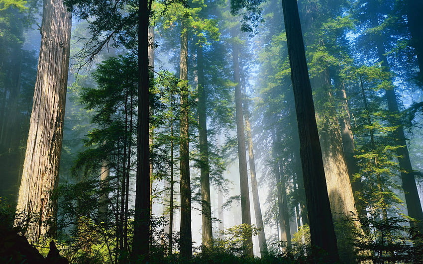 Amazing of Redwood, Calm Forest HD wallpaper