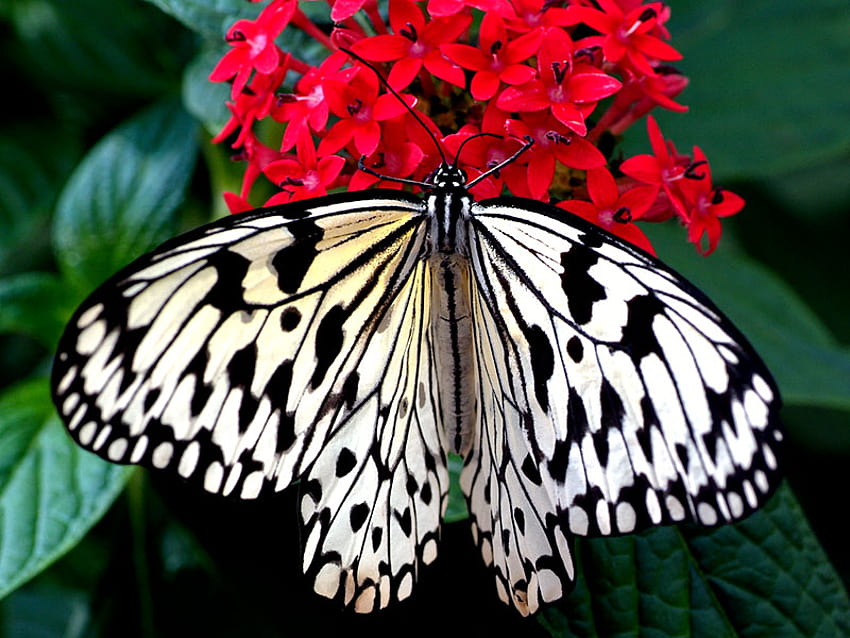 маслена муха, красива, природа, пеперуда, цвете HD тапет
