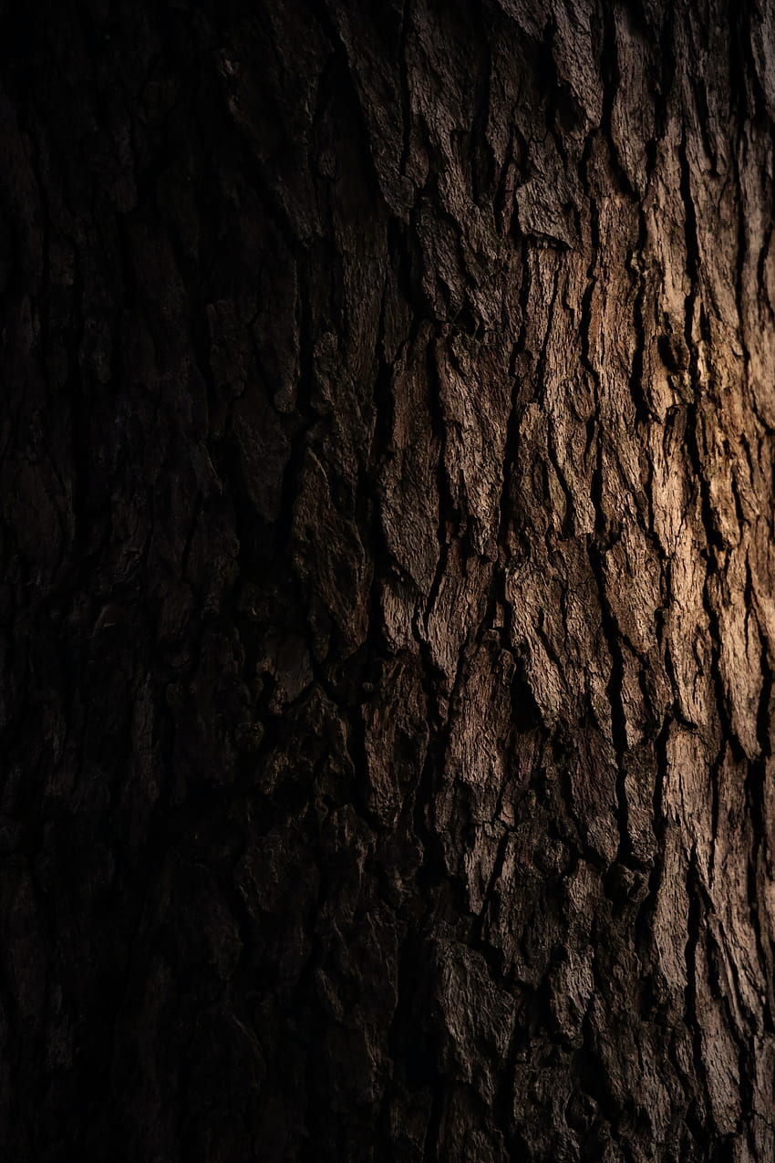어두운, 나무, 트리, 결, 텍스처, 나무 껍질 HD 전화 배경 화면