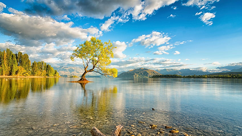 Árbol Solitario Del Lago Wanaka - Nueva Zelanda. Estudio fondo de pantalla