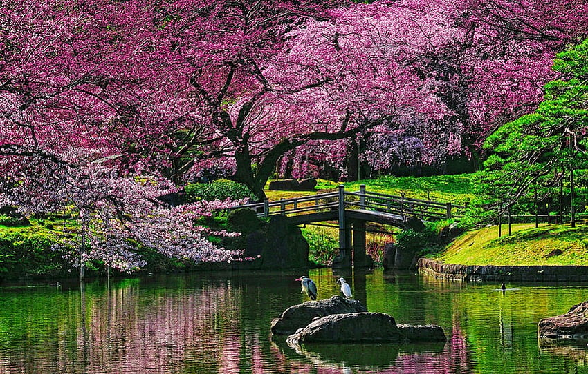 Bridge Under The Blossom Tree, meadows, birds, garden, beautiful, lagoon, spring, park, pink, green, trees, flowers, water, blossom HD wallpaper