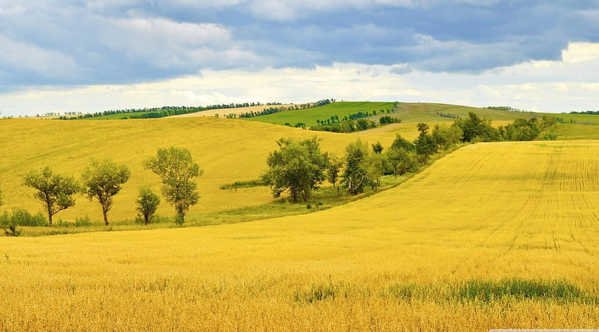 Wheat field, Wheat, Field, Sky, Trees HD wallpaper