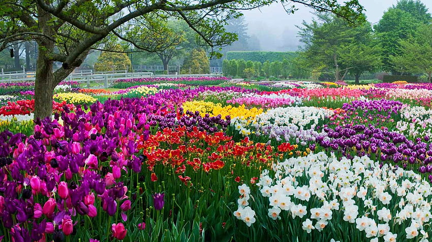 Longwood 정원, 펜실베니아, 봄, 꽃, 공원, 나무, 풍경, 미국 HD 월페이퍼