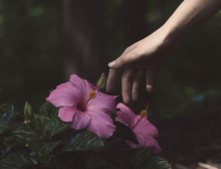 Blumen, Strauch, Hand HD-Hintergrundbild