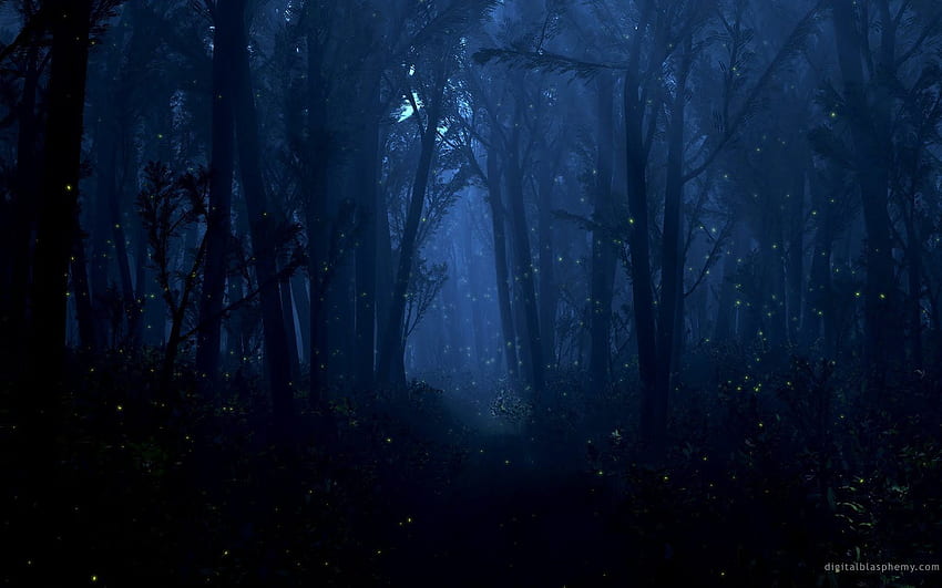 Животни и природа, нощна гора HD тапет