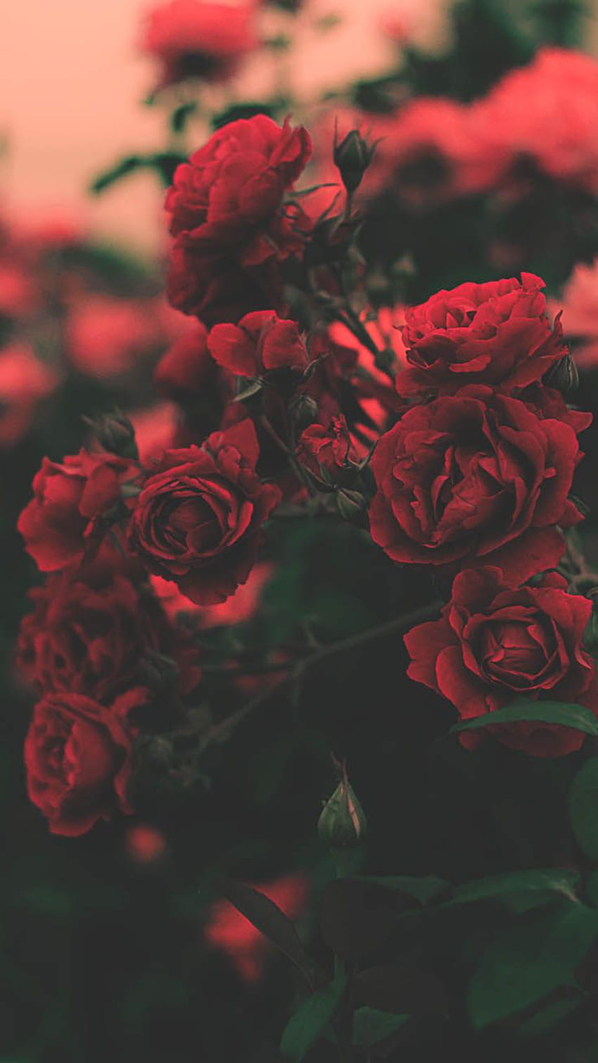 Piękne Róże Tło Dla iPhone'a, Ładna Estetyczna Róża Tapeta na telefon HD