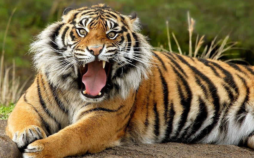 Tiere, Grinsen, Schnauze, Tiger, Wut HD-Hintergrundbild