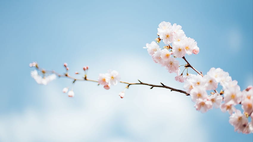 flowers, branch, bloom, spring tablet, Spring Minimalist HD wallpaper