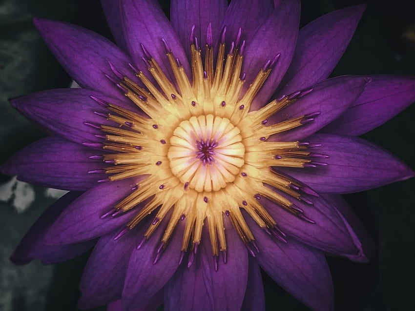 Blooming purple lotus flower HD wallpaper